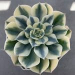 多肉植物 生きる宝石「ルノーディーン」を知っていますか?
