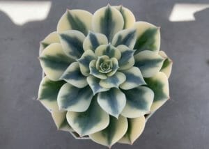 多肉植物　生きる宝石「ルノーディーン」を知っていますか？