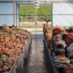 多肉植物、韓国苗が美しい理由、韓国の農家さんに聞いてみた