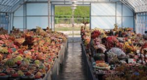 多肉植物、韓国苗が美しい理由、韓国の農家さんに聞いてみた