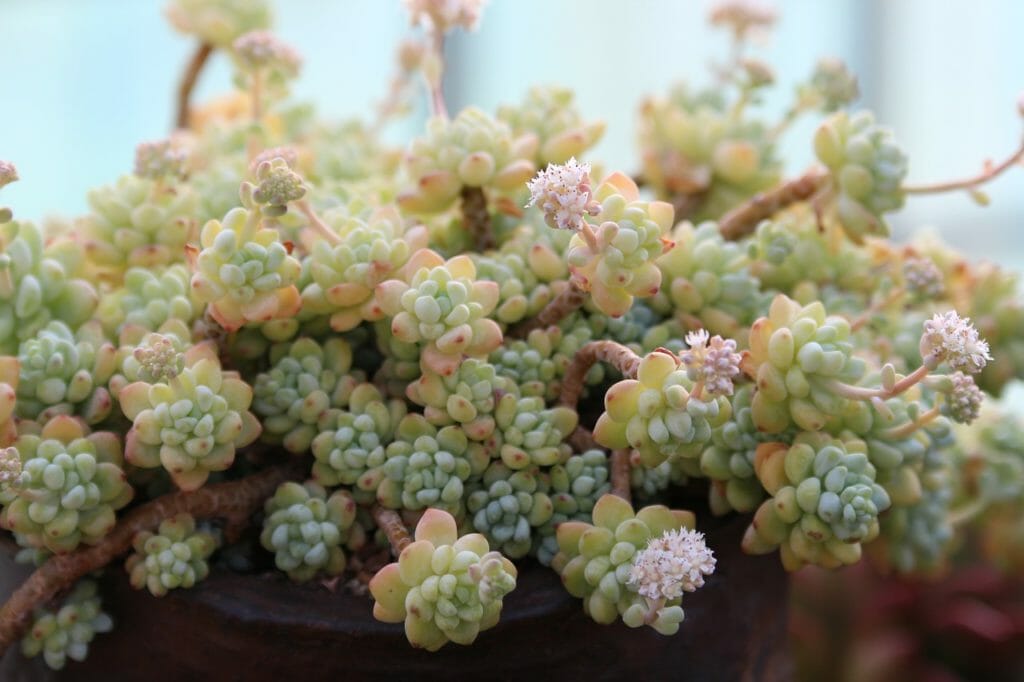 嬉しいけど増えるのが一番困る 多肉植物 サボテンでよくある３つの困りごと 解決策を考える ぷらんとりうむ