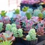 嬉しいけど増えるのが一番困る!?多肉植物、サボテンでよくある3つの困りごと、解決策を考える。