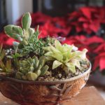 【多肉植物】春のエケベリア|どんな状態?管理のやり方は?