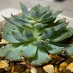 エケベリアが徒長する原因は？予防と対策