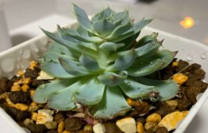 エケベリアが徒長する原因は？予防と対策