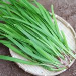 ニラとスイセン(水仙)なぜ間違える?