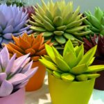 エケベリアの寿命は何年くらい?長生きのコツは植え替え。