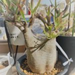 塊根植物(コーデックス)|絶滅させない為にできること。