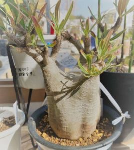 塊根植物（コーデックス）｜絶滅させない為にできること。