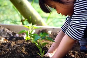 子供の感受性を豊かにする！家庭菜園の話
