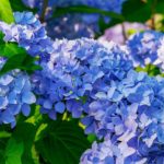 アジサイ(紫陽花)の花|土が酸性なら青、アルカリ性は赤になる理由