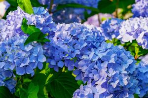 アジサイ（紫陽花）の花｜土が酸性なら青、アルカリ性は赤になる理由