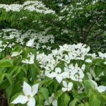 家庭菜園 植えたばかりの野菜苗がすぐ枯れる 失敗する原因はコレかも ぷらんとりうむ