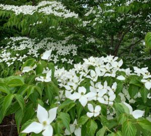 【ヤマボウシ】落葉と常緑の違い｜どちらがオススメ？