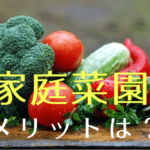 家庭菜園のメリット|新鮮な野菜が食べられるだけじゃない!