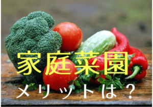家庭菜園のメリット｜新鮮な野菜が食べられるだけじゃない！