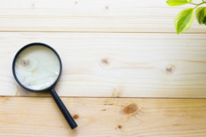 【植物】1年で2000種以上!?|新種発見の事実