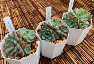 【多肉植物】肥料のやり方と育ち方の違い|スーパーロングも使ってみた！