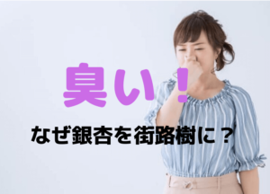【臭い銀杏】なぜ街路樹に？