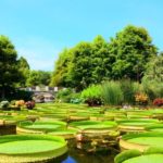 【台風被害】パラグアイオニバスが暴風により裏返しに・・|都立神代植物公園