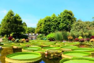 【台風被害】パラグアイオニバスが暴風により裏返しに・・｜都立神代植物公園