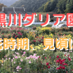 【黒川ダリア園】開花時期、見頃は?輝くダリアをご紹介!