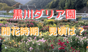 【黒川ダリア園】開花時期、見頃は？輝くダリアをご紹介！