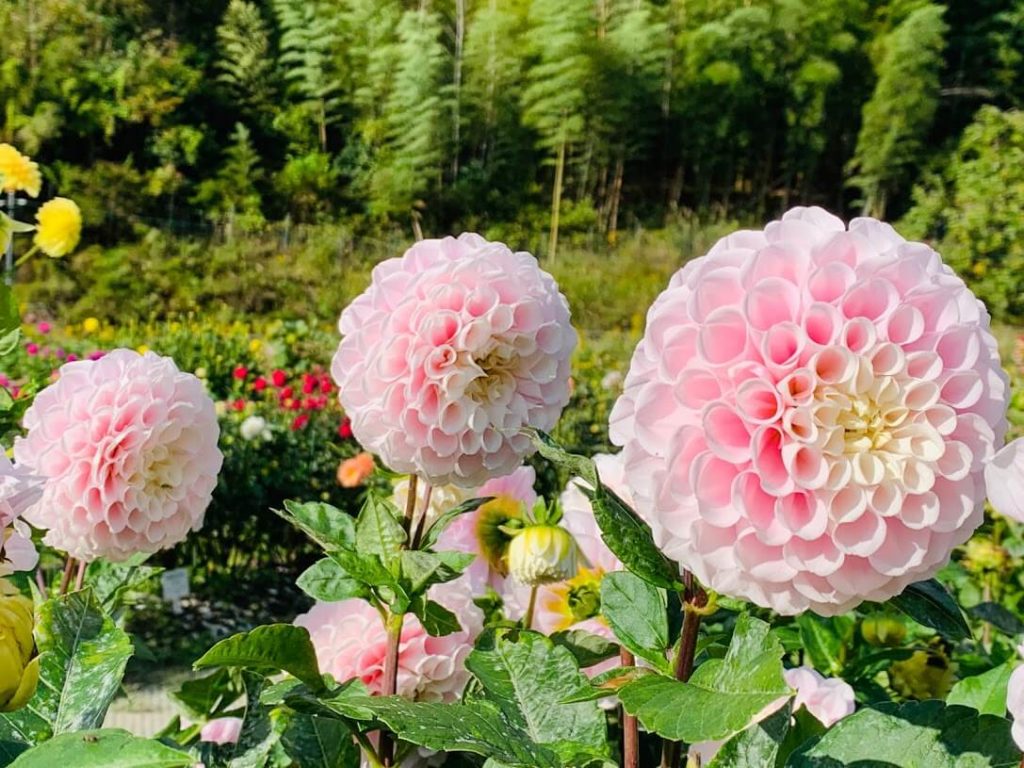 黒川ダリア園 開花時期 見頃は 輝くダリアをご紹介 ぷらんとりうむ