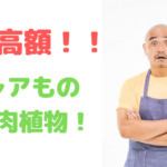 驚愕のお値段!?芸術品レベルの韓国苗