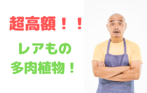 驚愕のお値段！？芸術品レベルの韓国苗