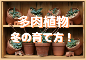 【多肉植物】冬の育て方は？｜寒くても枯らさない冬越し方法！