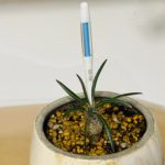 【観葉植物】水やりのタイミングはこれで一目瞭然！