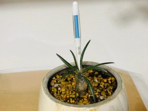 【観葉植物】水やりのタイミングはこれで一目瞭然！