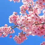【桜の花粉】桜の花粉症ってあるの?桜の花粉について知ろう!