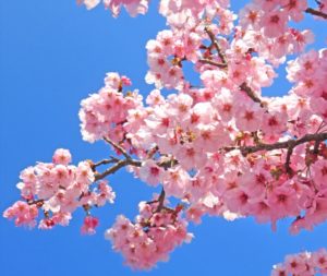 【桜の花粉】桜の花粉症ってあるの？桜の花粉について知ろう！