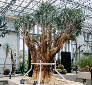 【世界最大のアロエ】アロエ・ディコトマとは？|育て方もご紹介！