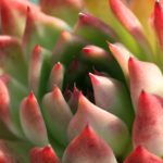 多肉植物の色が悪くなった・・・色鮮やかに育てるにはどうしたらいいの?