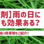 【除草剤】雨の日に撒いても効果ある?|雨に強い除草剤もご紹介!
