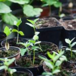 【家庭菜園】植えたばかりの野菜苗がすぐ枯れる・・|失敗する原因はコレかも!