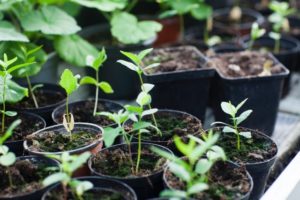 【家庭菜園】植えたばかりの野菜苗がすぐ枯れる・・｜失敗する原因はコレかも！