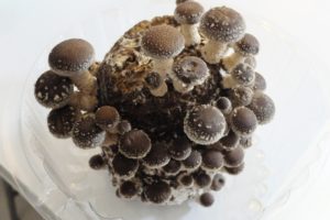 シイタケ栽培キットがコロナ影響で爆売れ|あの有名人まで！