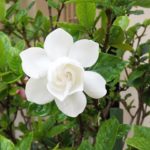 三大香木の一つ、クチナシってどんな植物？｜花言葉も！