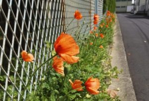 ポピーみたいな雑草｜ナガミヒナゲシってどんな植物？