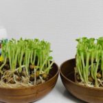【再生栽培】豆苗に液肥を与えたら収穫量は増える?|実験してみた!