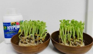 【再生栽培】豆苗に液肥を与えたら収穫量は増える？｜実験してみた！