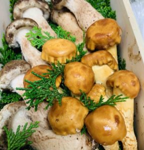 「松きのこ」と「松なめこ」ってどんなキノコ？｜おすすめレシピも！