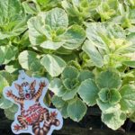 犬、猫よけに便利な植物!|コリウス     カニナハイブリットってどんな植物?