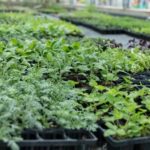 種苗法の改正と種の未来|私たちの生活に影響は?