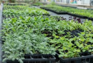 種苗法の改正と種の未来｜私たちの生活に影響は？