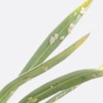 多肉植物にカイガラムシが付いたら?楽な駆除方法と予防策はこれ!